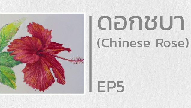 EP5 สอนวาดดอกชบา (Chinese rose)