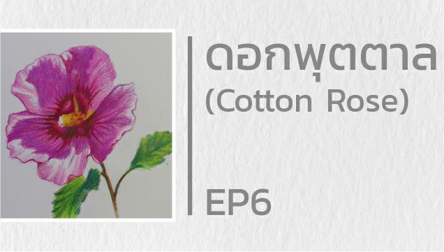 EP6 สอนวาดดอกพุดตาน (Cotton rose)