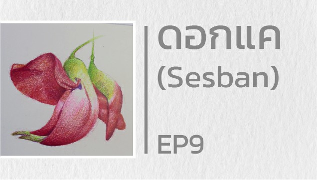 EP9 สอนวาดดอกแค (Sesban)