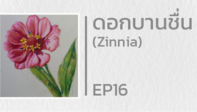 EP16 สอนวาดดอกบานชื่น (Zinnia)