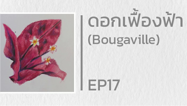 EP17 สอนวาดดอกเฟื่องฟ้า (Bougaville)