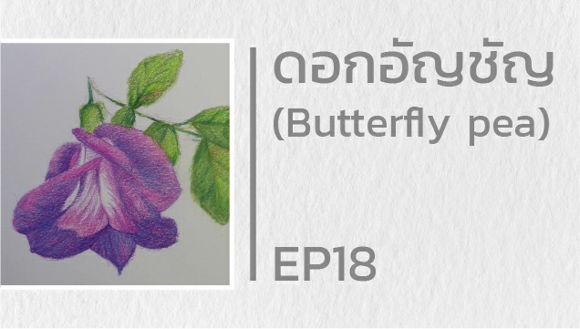 EP18 สอนวาดดอกอัญชัน (Butterfly pea)