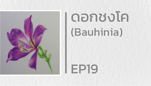 EP19 สอนวาดดอกชงโค (Bauhinia)