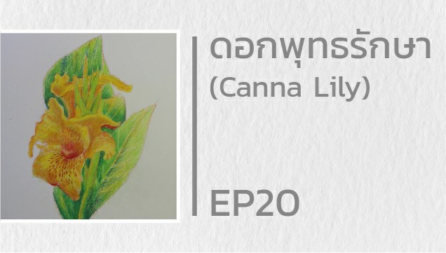 EP20 สอนวาดดอกพุทธรักษา (Canna Lily)