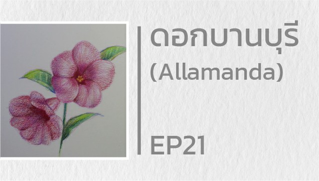 EP21 สอนวาดดอกบานบุรี (Allamanda)