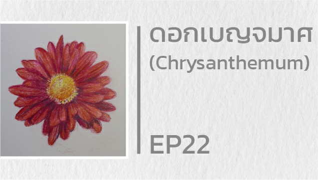 EP22 สอนวาดดอกเบญจมาศ (Chrysanthemum)