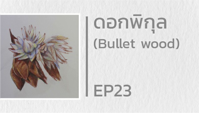 EP23 สอนวาดดอกพิกุล (Bullet wood)