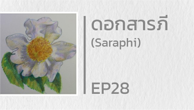 EP28 สอนวาดดอกสารภี (Saraphi)