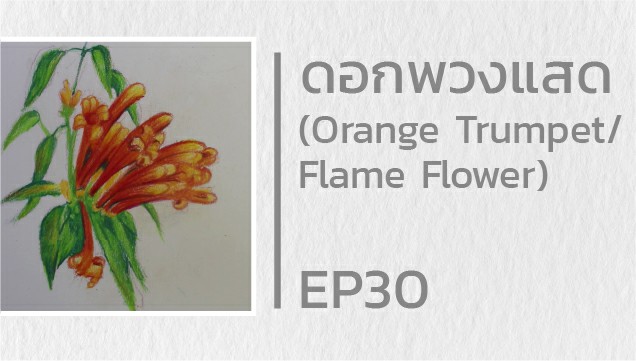 EP30 สอนวาดดอกพวงแสด (Orange Trumpet/Flame Flower)